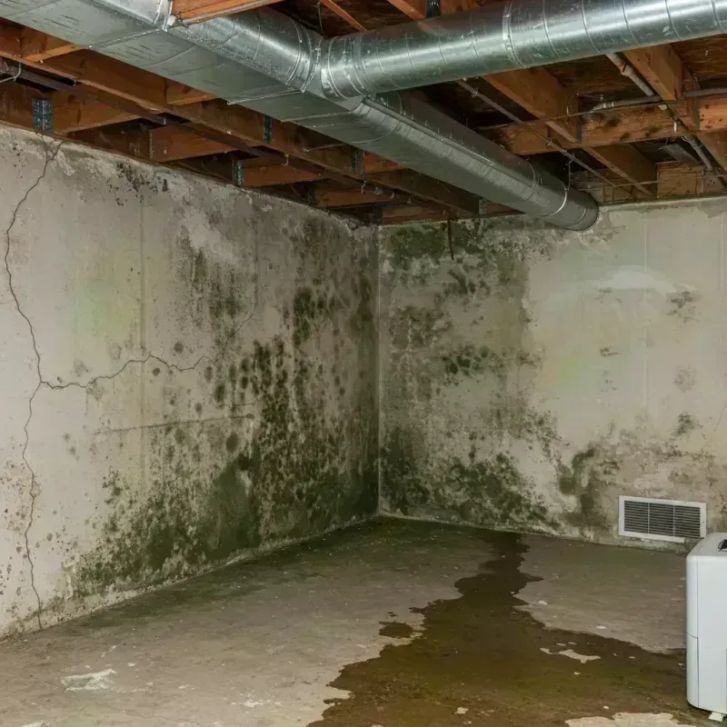 Professional Mold Removal in Taos, MO